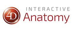 4D Interactive Anatomy